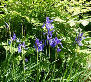 Eindrücke aus dem Rennsteiggarten