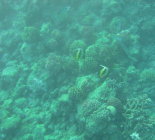 Подводный мир возле отеля