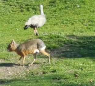 Aus dem Raritäten Zoo Ebbs