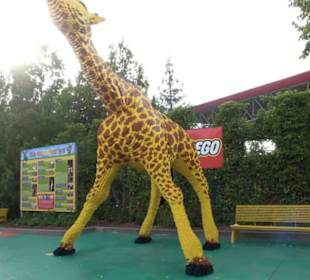 Imagination - Arena Cafe