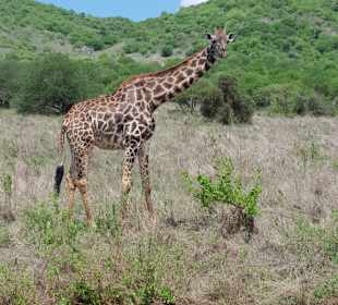Giraffe in Tsvo West