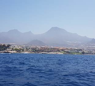 Whale Watching Costa Adeje