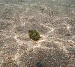 Bin ein ganz kleiner Schwarzpunktkofferfisch