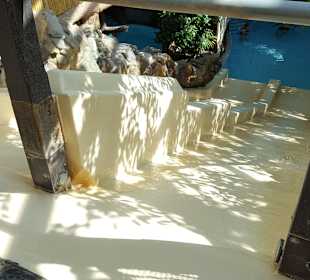 Center Parcs Bispinger Heide