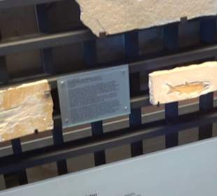 Jura-Museum