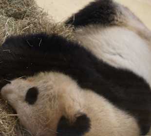 Спящая панда