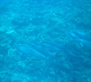 Tauchgebiet Dolphin House