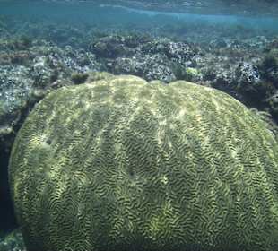 Unterwasserwelt am Strand Catalonia Riviera Maya