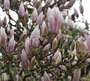 Beim New Britain Park in der Altstadt von Rastatt