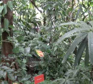 Tropicarium