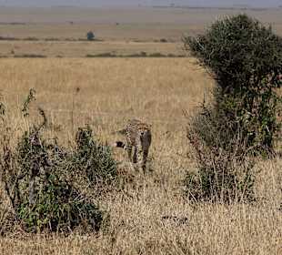 Masai Mara