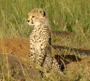 Eines der drei Jungen von Shakira