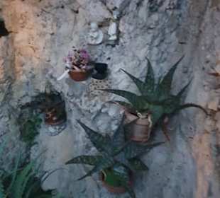 Am Felsen die Pflanzen