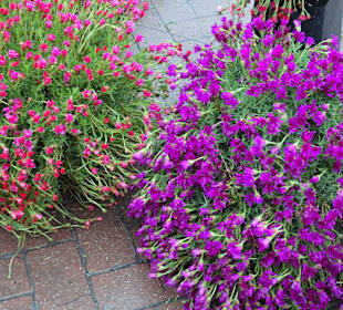 Eindrücke vom Wochenmarkt Nuoro