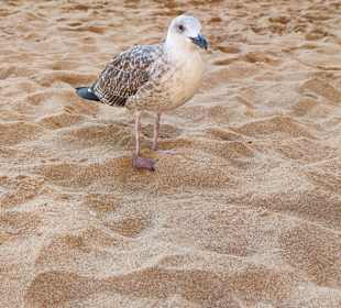 Praia de Nossa Senhora da Rocha