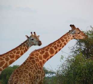 Giraffen im Doppelpack