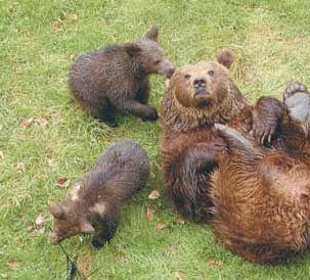 Bären im Nationalpark