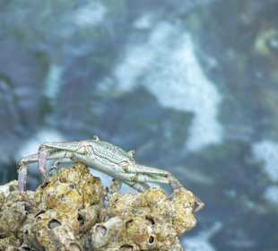 Unterwasserwelt am Hotel-Riff