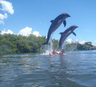 KubaSEOTräume mit Delphinen