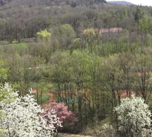 Monte Kik