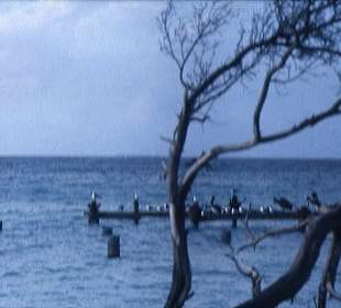 Die Pelikan-Kolonie am Eagle Beach