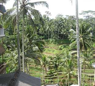Blick auf die Terrassen