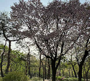 Namsangol Hanok Village
