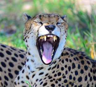 Kiefergymnastik nach dem Mittagschlaf