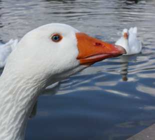 Schwäne im Teich