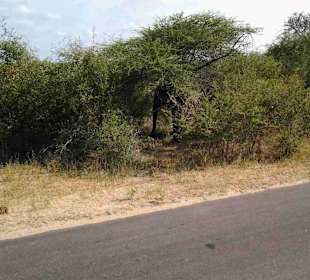 Krüger Nationalpark