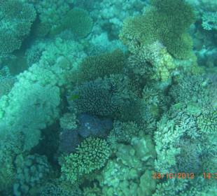 Подводный мир возле отеля