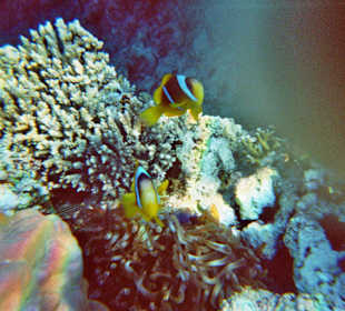 Schnorcheln bei Hurghada