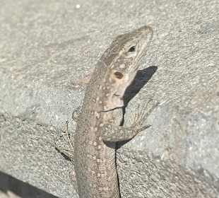 Strand Playa del Ingles