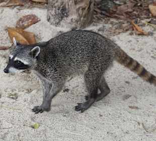 Wasbeer in NP Manuel Antonio