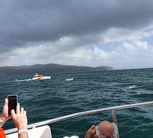 Delphin Tour
