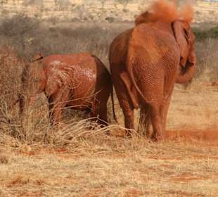 Eindrücke im Tsavo Ost; ...darum rote Elefanten