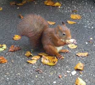 Eichhörnchen