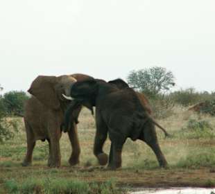 Elefantenbullen beim Kampf