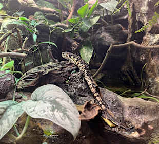 Aquazoo Löbbecke Museum Düsseldorf