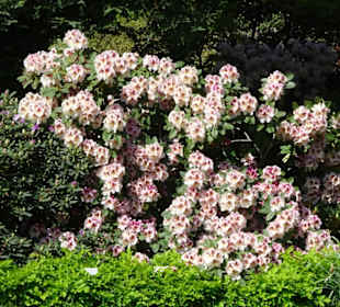 Eindrücke vom Rundgang durch den Berggarten