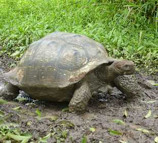 Riesenschildkröten in freier Natur