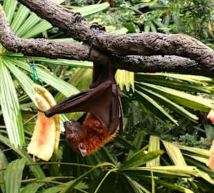 Singapur Zoo