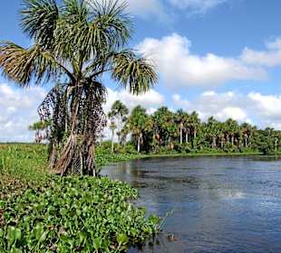 Palmen am Rio Morichal Largo
