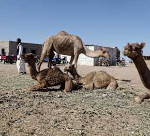 Kamelmartkt
