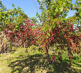Strandpromenade Evrenseki