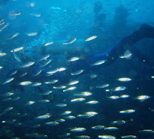 Wrack der Rosalie Möller