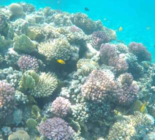 Schnorcheln Makadi Bay