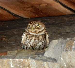Steinkauz