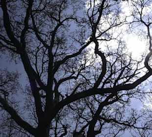 Waldlehrpfad an der Lauter