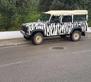 Safari 